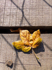 Autumn leaf fallen on the planks of an old wire bridge
