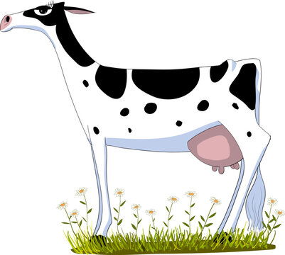 Beautiful very elegant Holstein dairy cow seen in profile on a meadow with many daisies