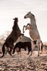 two horses playing in beautiful morning winter sun in paddock paradise equine habitat system
