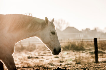 two horses playing in beautiful morning winter sun in paddock paradise equine habitat system