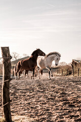 two horses playing in beautiful morning winter sun in paddock paradise equine habitat system