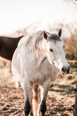 two horses playing in beautiful morning winter sun in paddock paradise equine habitat system