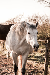 two horses playing in beautiful morning winter sun in paddock paradise equine habitat system