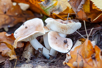Clitocybe nebularis is also known as cloud funnel or clouded agaric