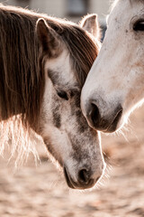 two horses playing in beautiful morning winter sun in paddock paradise equine habitat system