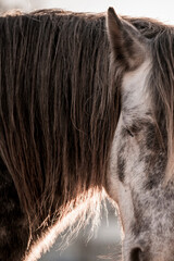 two horses playing in beautiful morning winter sun in paddock paradise equine habitat system
