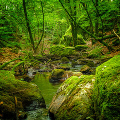 Small stream, waterfall and undergrowth of the Tarn in the Commune of Lamontélarié in France