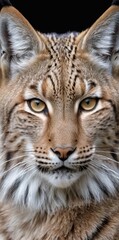 Obraz premium close up of a lynx