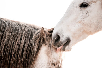 two horses playing in beautiful morning winter sun in paddock paradise equine habitat system