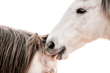 two horses playing in beautiful morning winter sun in paddock paradise equine habitat system