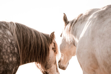 two horses playing in beautiful morning winter sun in paddock paradise equine habitat system