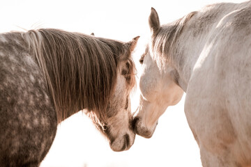 two horses playing in beautiful morning winter sun in paddock paradise equine habitat system
