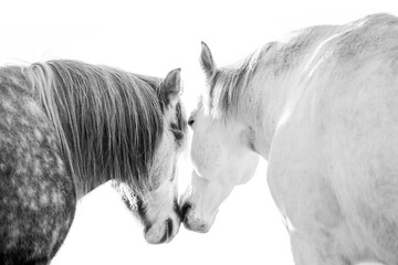 two horses playing in beautiful morning winter sun in paddock paradise equine habitat system