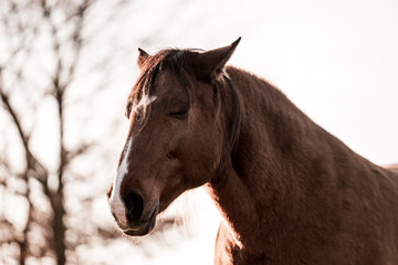 Obraz premium two horses playing in beautiful morning winter sun in paddock paradise equine habitat system