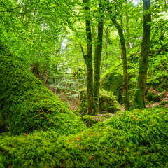 Small stream, waterfall and undergrowth of the Tarn in the Commune of Lamontélarié in France