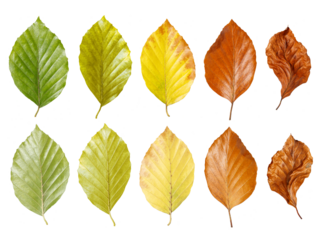 Zehn Blätter zeigen einen harmonischen Farbverlauf von frischem Grün bis zu braunem Herbstlaub, der die natürliche Vergänglichkeit und den Übergang der Jahreszeiten transparent illustriert