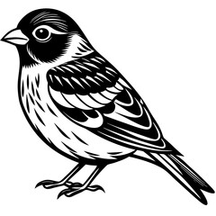 A cute siskin white background. A cute siskin. Design.