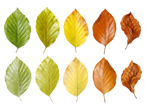 Zehn Blätter zeigen einen harmonischen Farbverlauf von frischem Grün bis zu braunem Herbstlaub, der die natürliche Vergänglichkeit und den Übergang der Jahreszeiten transparent illustriert