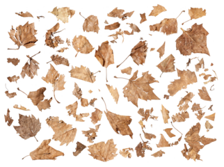 Eine Sammlung von zerbrochenen, trockenen Herbstblättern, die die Vergänglichkeit der Natur ihre feine Struktur und zerfallene Formen zeigt auf transparentem Hintergrund