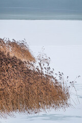 Fototapeta premium reed grass is covered with snow in winter