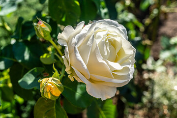 Top view of beautiful white rose and bud growing outdoors. Close-up white rose in garden