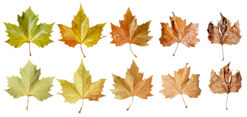 Eine Reihe von Ahornblättern zeigt in feinem Farbverlauf von Grün bis Braun die Vergänglichkeit der Natur und symbolisiert den Übergang der Jahreszeiten auf transparentem Untergrund