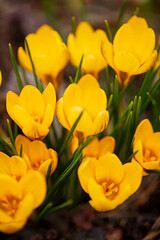 crocus flowers in the garden