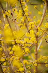 Cornus mas flowers in the garden