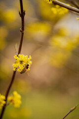 Cornus mas flowers in the garden