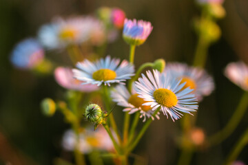 Białe kwiaty makro przy zachodzącym słońcu © Theoluskaa