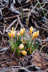 crocus flowers in the garden