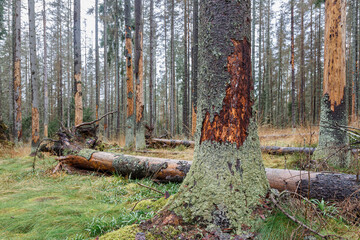 Trees damaged by bark beetle. A dying fir forest.