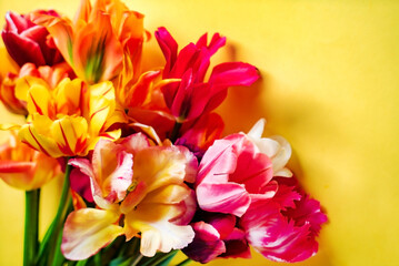 Obraz premium nice spring flowers - colorful tulips