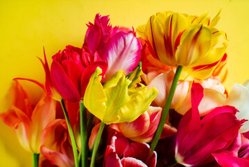 nice spring flowers - colorful tulips