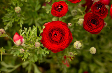 red roses in the garden