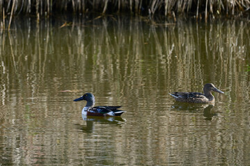 View of a Shoveler duck on the water, Spatula clypeata