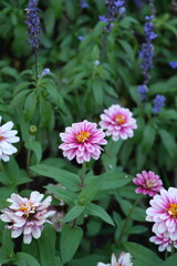 Obraz premium pink flowers in the garden