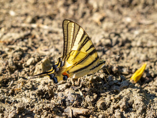 Wings of July Scarce swallowtail, Iphiclides podalirius butterfly in the thick mud of a riverbank in North Bulgaria, selective focus
