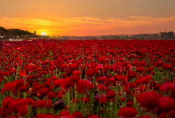 tulip field at sunset