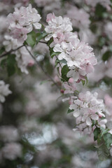 pięknie kwitnące wiosenne kwiaty na drzewach © Henryk Niestrój