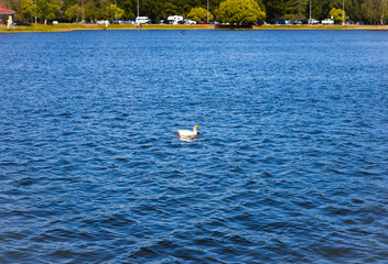 Duck on the lake