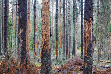 Trees damaged by bark beetle. A dying fir forest.