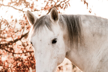 portrait of a horse