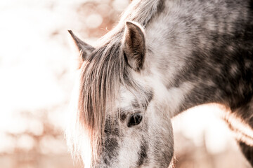 horse equine natural habitat behaviour pony animal farm paddock paradise 