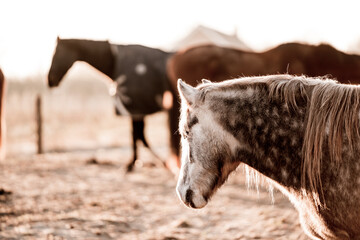 horse equine natural habitat behaviour pony animal farm paddock paradise 