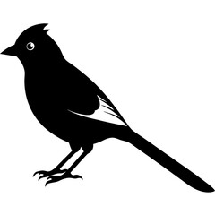 Obraz premium A bulbul bird silhoutte vector. A bulbul bird. Bird silhoutte. Bird.
