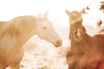 two horses playing play having fun happy 