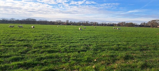 farm and sheeps