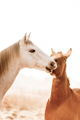 Fototapeta premium two horses playing play having fun happy 