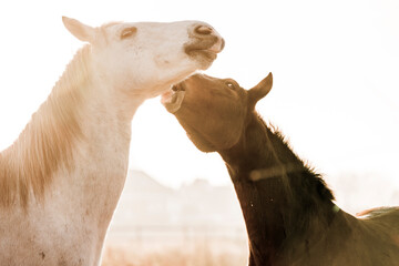 two horses playing play having fun happy 
